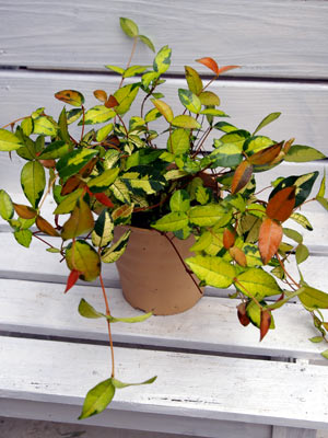 置きたい！部屋の空気をきれいにしてくれる「スーパー観葉植物」7種