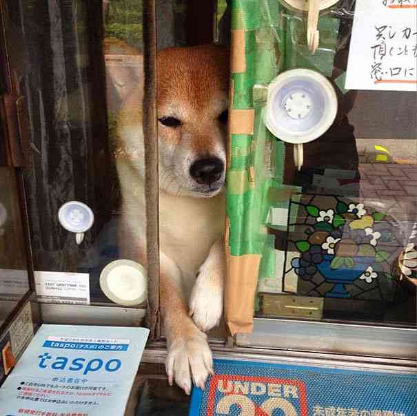 【画像】東京のたばこ屋で店番をする柴犬が可愛すぎると海外で話題に