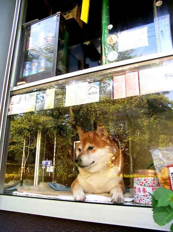 【画像】東京のたばこ屋で店番をする柴犬が可愛すぎると海外で話題に