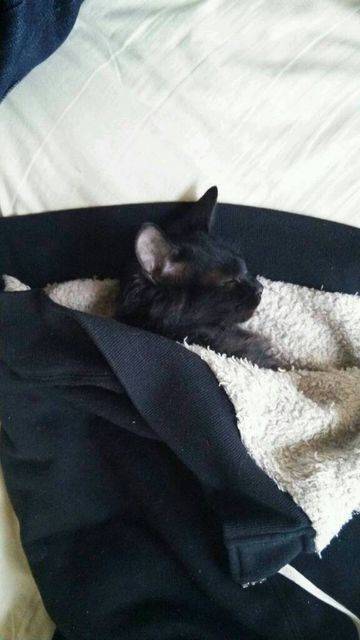 写真うつりが悪いから?イギリスで捨てられる黒猫たちが急増