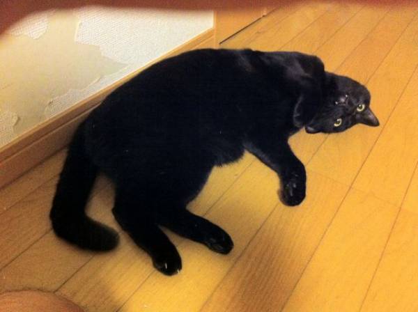 写真うつりが悪いから?イギリスで捨てられる黒猫たちが急増