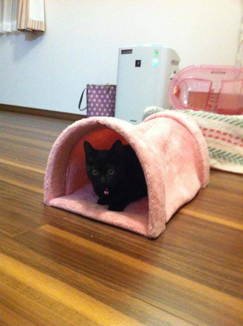 写真うつりが悪いから?イギリスで捨てられる黒猫たちが急増