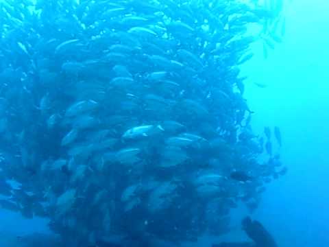 沖縄 粟国島 ギンガメアジ トルネード - YouTube