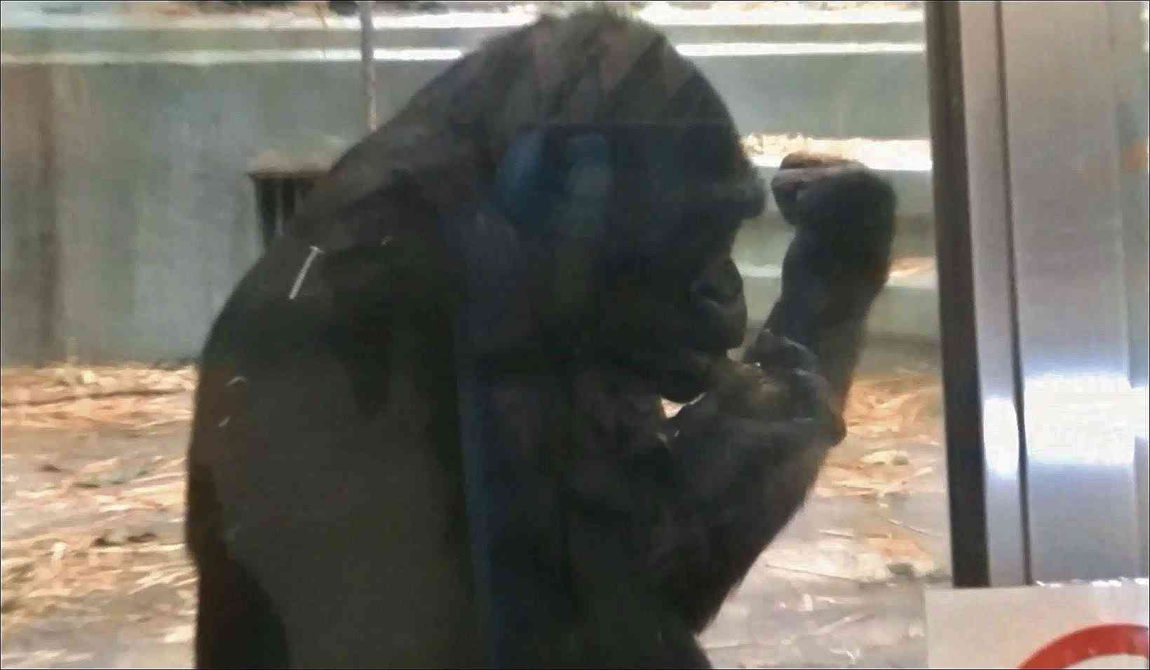 【閲覧注意】 ゴリラがウンコを食べる瞬間 part1 / 東山動物園 - YouTube