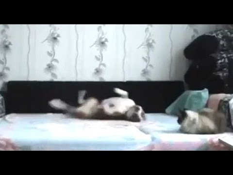 禁止されてるベッドに上がってエンジョイしまくる犬【おもしろ犬動画】 - YouTube