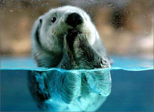 【ガルちゃん水族館】好きな海の生き物の写真をください(*^^*)