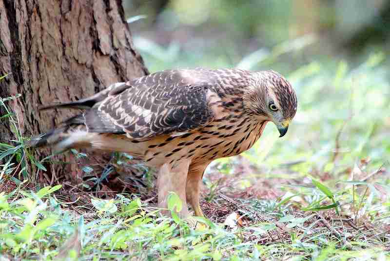きっと彼らはすごいことを考えてる…物思いにふける動物たちの写真13枚