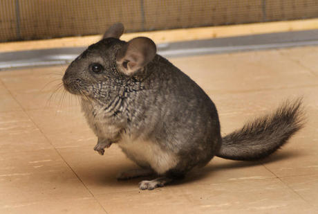 自分を動物に例えると?