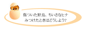 巣立ちヒナだったら？