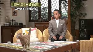 テレ東のニュース番組のアイドル猫「まーご」が自由すぎる　