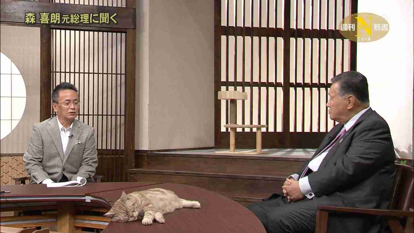テレ東のニュース番組のアイドル猫「まーご」が自由すぎる　