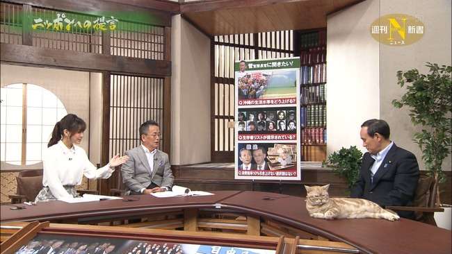 テレ東のニュース番組のアイドル猫「まーご」が自由すぎる　