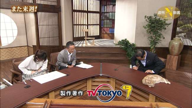 テレ東のニュース番組のアイドル猫「まーご」が自由すぎる　