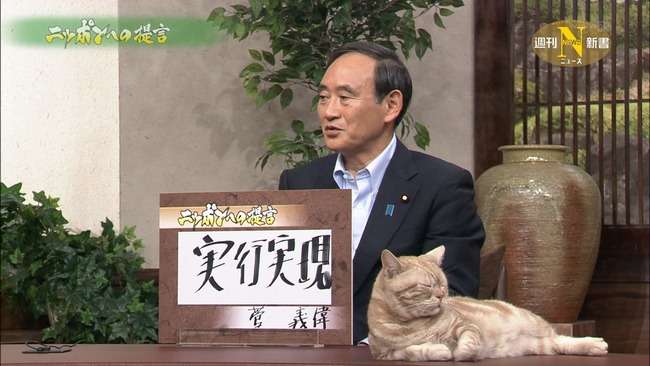 テレ東のニュース番組のアイドル猫「まーご」が自由すぎる　