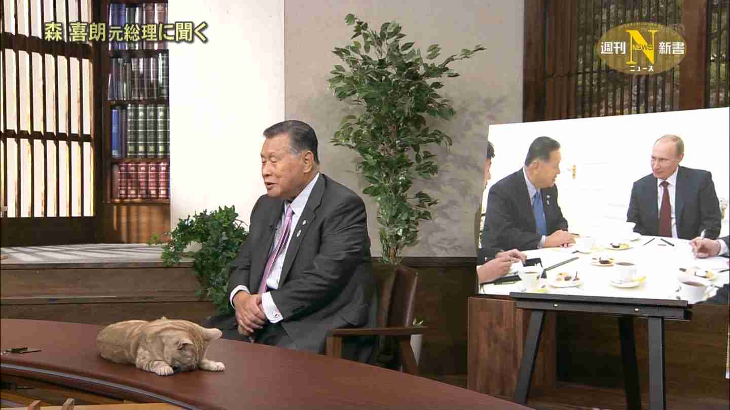 テレ東のニュース番組のアイドル猫「まーご」が自由すぎる　