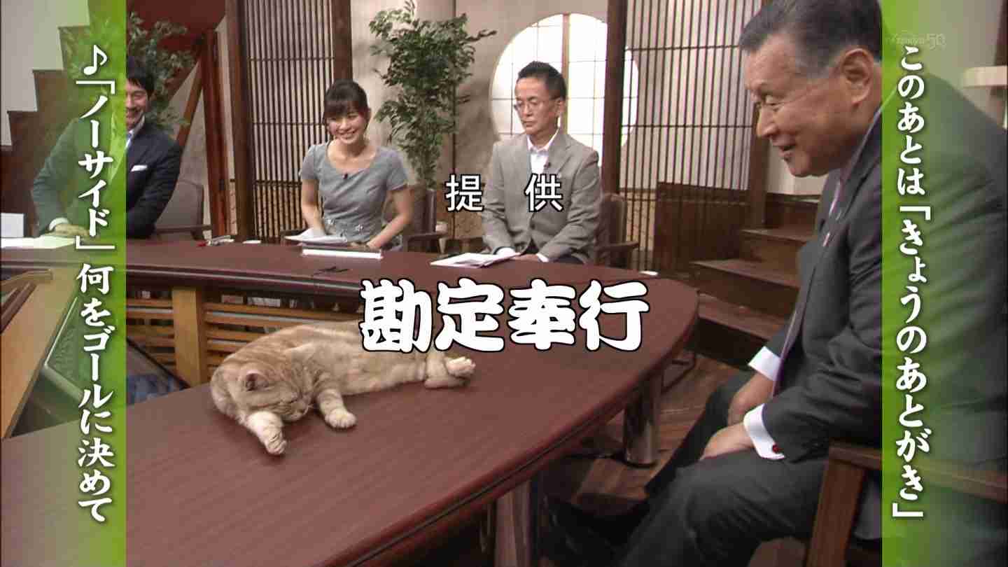 テレ東のニュース番組のアイドル猫「まーご」が自由すぎる　