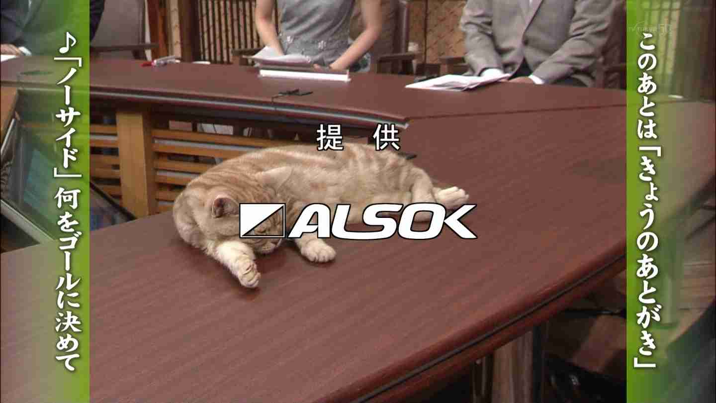 テレ東のニュース番組のアイドル猫「まーご」が自由すぎる　