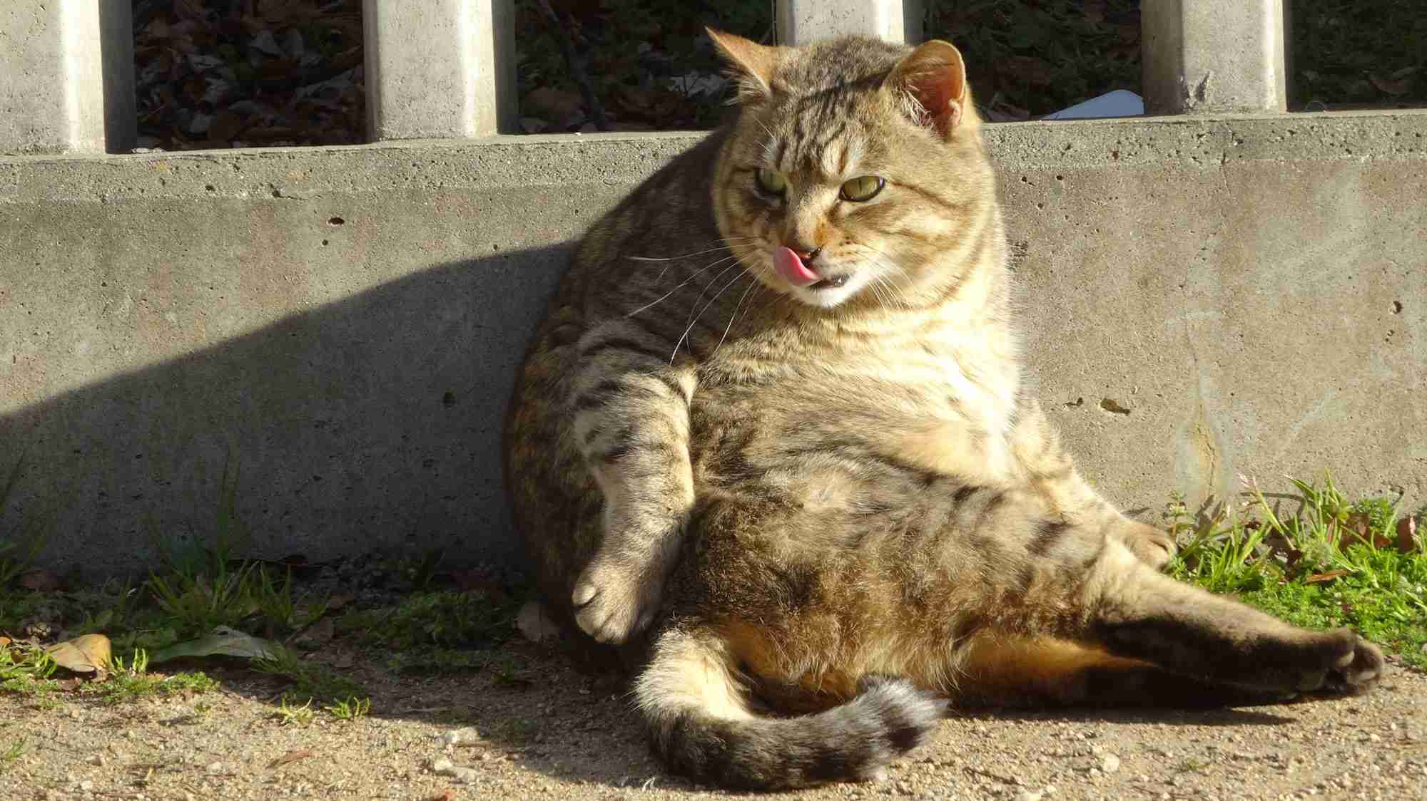 ふてぶてしい動物の画像