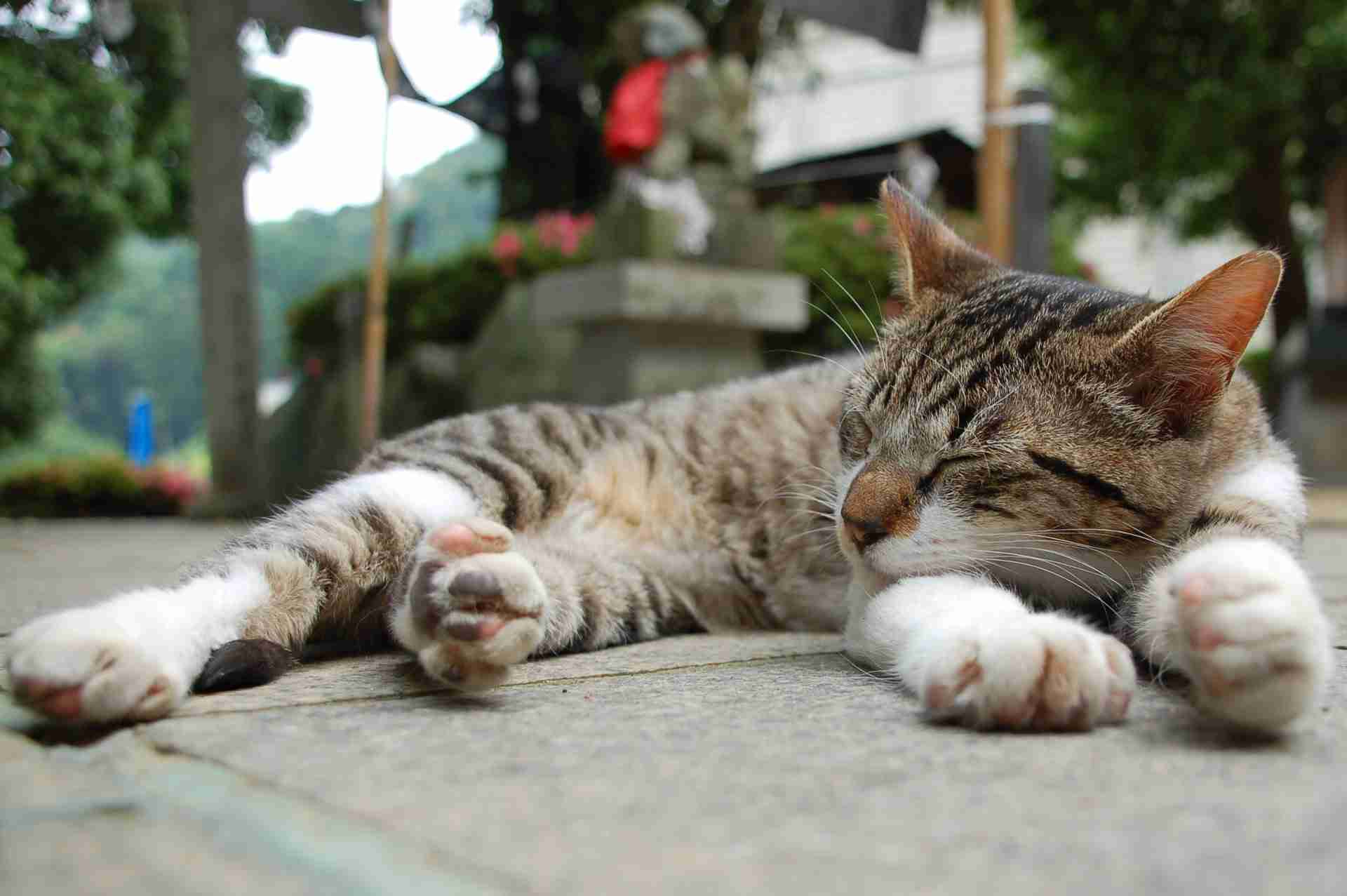 猫50匹殺し逮捕の自称“愛猫家” 自宅では猫一匹飼っていた