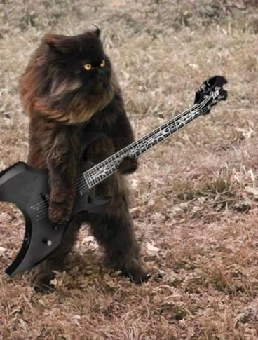 ふてぶてしい動物の画像