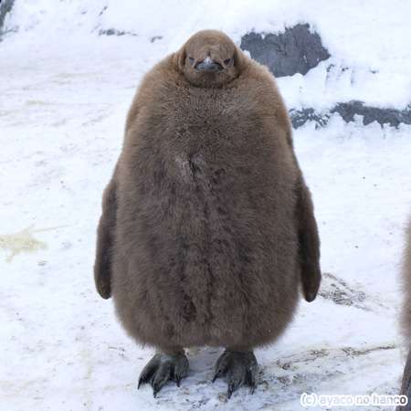 ふてぶてしい動物の画像