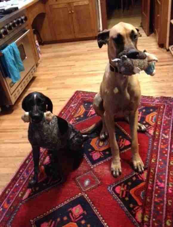 グレートデン犬の胃から靴下、43.5足を緊急摘出