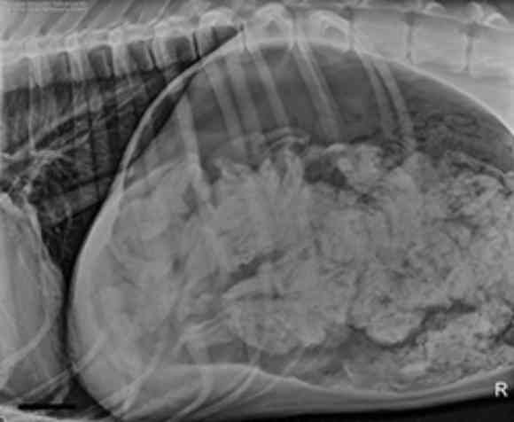 グレートデン犬の胃から靴下、43.5足を緊急摘出