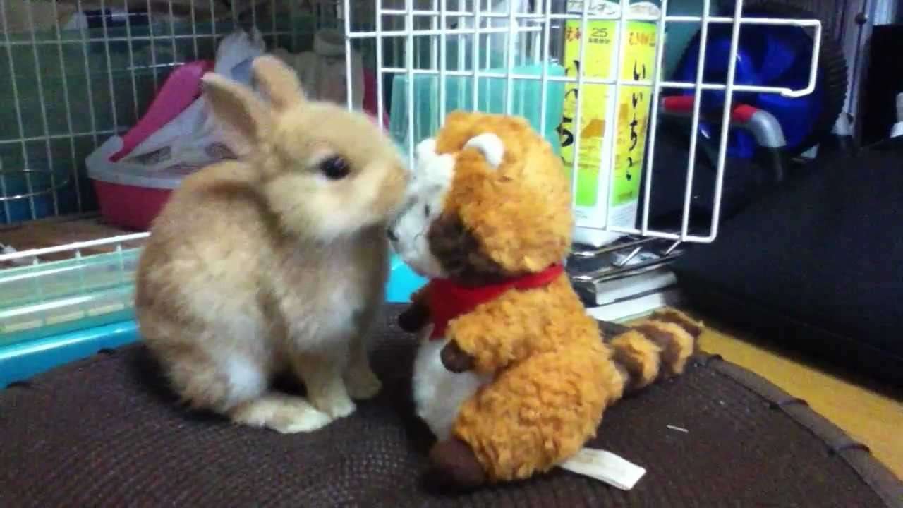 ネザーランドドワーフとラスカル（飼育5日目） - YouTube