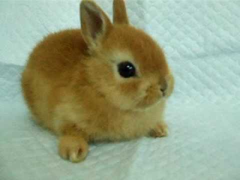 ネザーランドドワーフ子ウサギ癒し系 - YouTube