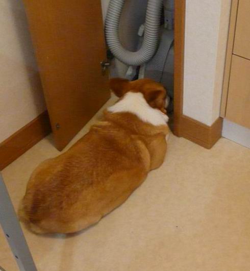 ふてぶてしい動物の画像