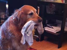 グレートデン犬の胃から靴下、43.5足を緊急摘出