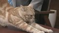 まーごの一息：週刊ニュース新書：テレビ東京