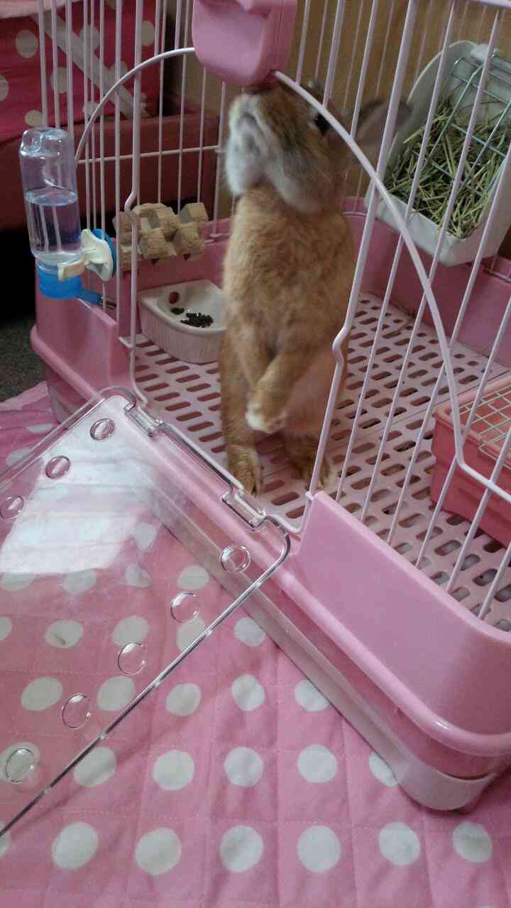 小動物飼ってる人、集まれ！