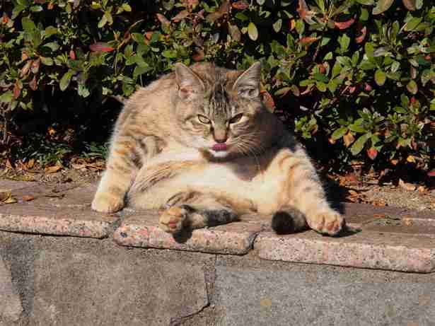 ふてぶてしい動物の画像