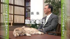 テレ東のニュース番組のアイドル猫「まーご」が自由すぎる　