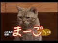 テレ東のニュース番組のアイドル猫「まーご」が自由すぎる - Google Search
