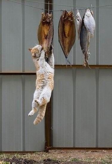 ふてぶてしい動物の画像