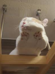 ハムスターを下から見た写真がかわいすぎるwww