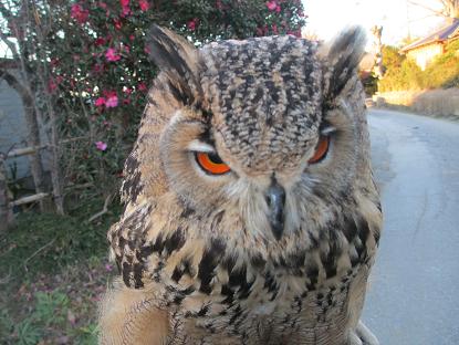 ふてぶてしい動物の画像