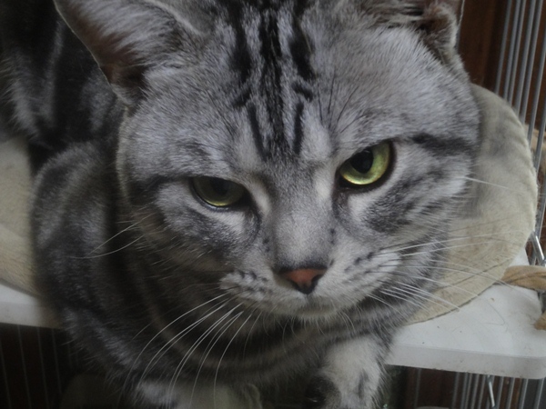 ふてぶてしい動物の画像