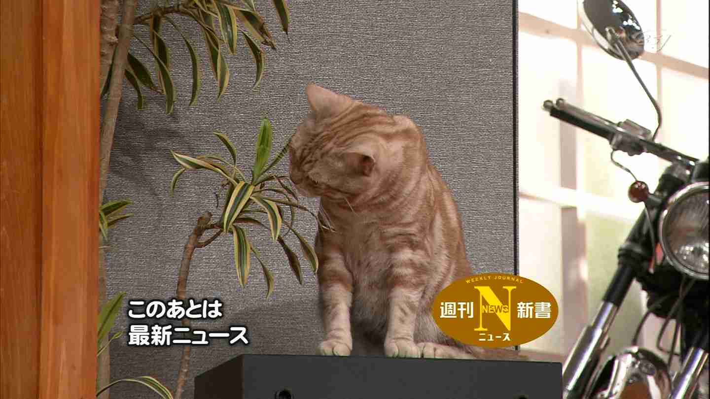 テレ東のニュース番組のアイドル猫「まーご」が自由すぎる　