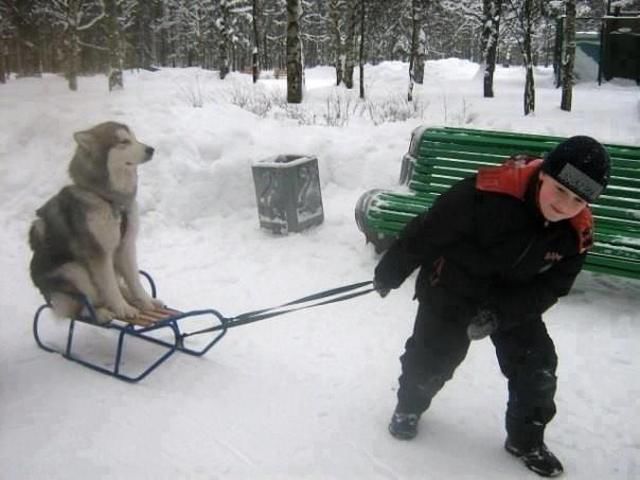 ふてぶてしい動物の画像