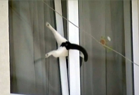 ドジって気まずい感じの猫の表情ｗｗ