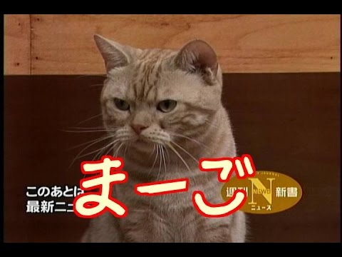 テレ東のニュース番組のアイドル猫「まーご」が自由すぎてヤバい - YouTube