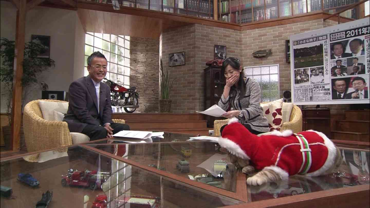 テレ東のニュース番組のアイドル猫「まーご」が自由すぎる　