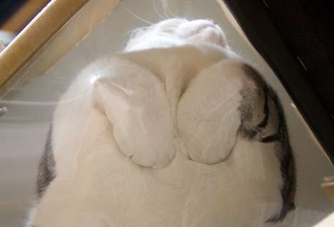 ハムスターを下から見た写真がかわいすぎるwww