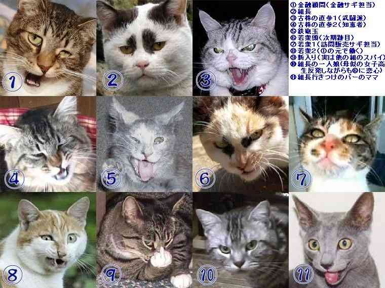 ふてぶてしい動物の画像
