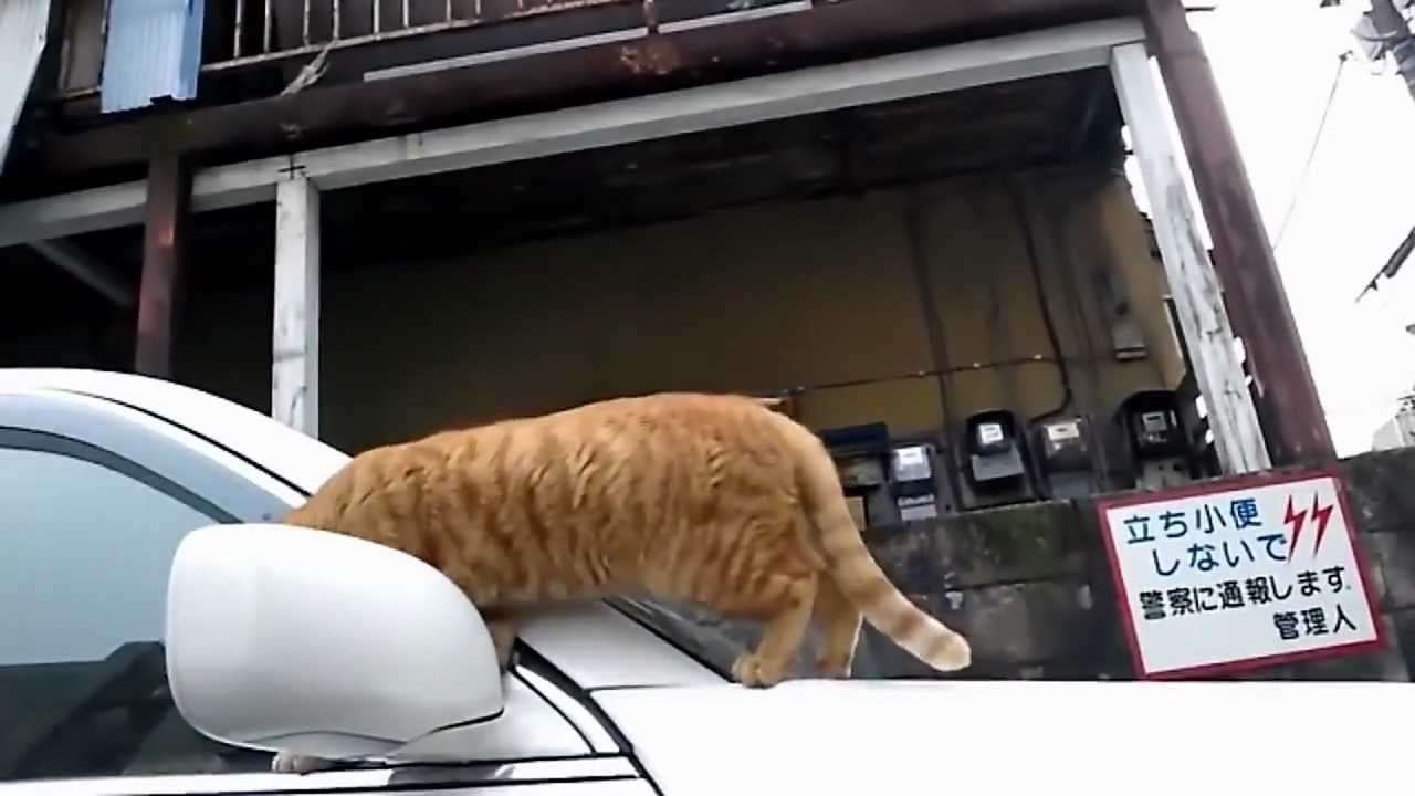 凄いとこを見せようとして失敗した猫の誤魔化し方があざとすぎる件 - YouTube