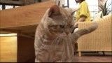 【まーご】週刊ニュース新書の猫画像まとめ - NAVER まとめ