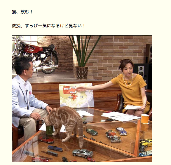 テレ東のニュース番組のアイドル猫「まーご」が自由すぎる　